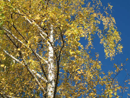 a scene of nature in autumnの写真素材
