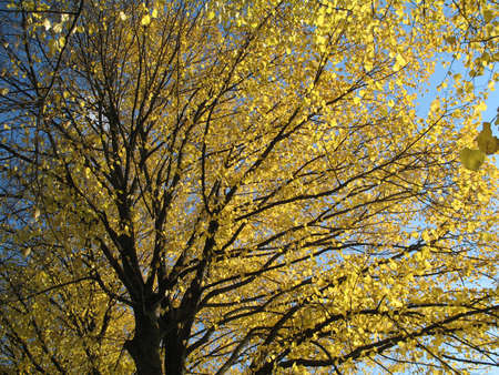 a scene of nature in autumnの写真素材