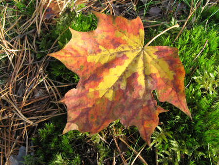 a scene of nature in autumnの写真素材