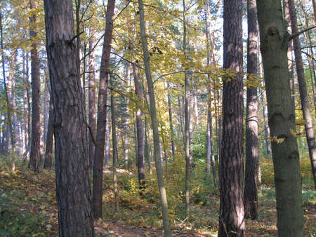 a scene of nature in autumnの写真素材