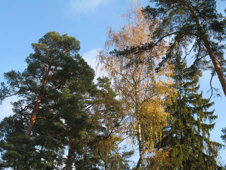 a scene of nature in autumnの写真素材