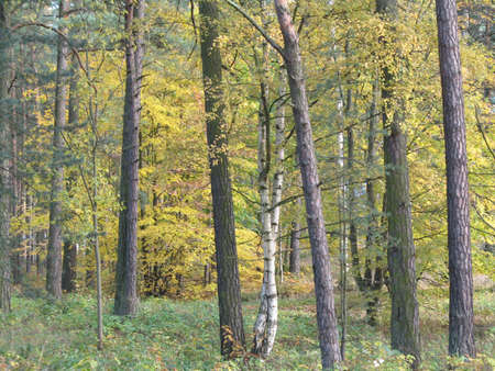 a scene of nature in autumnの写真素材