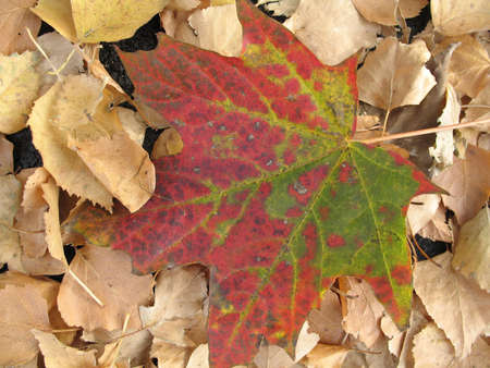 a scene of nature in autumnの写真素材