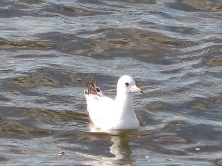 white seagull swimming in the riverの写真素材