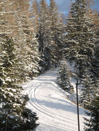 fir-trees in winterの写真素材
