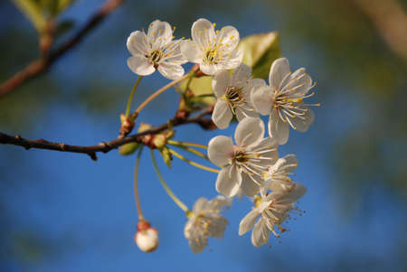 flowersの写真素材