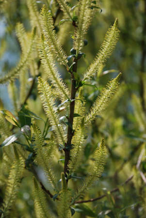 plant