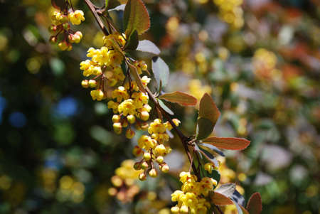 branchの写真素材