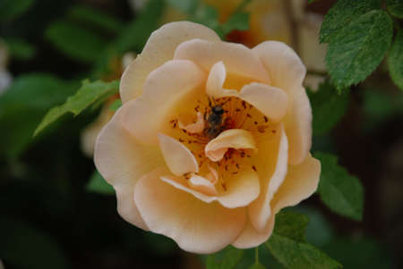 firewoodsの写真素材