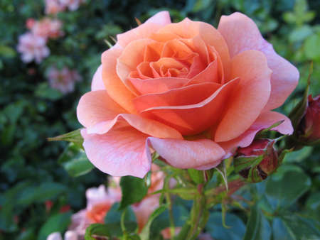 rose-bushの写真素材