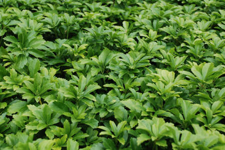 plantsの写真素材