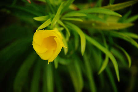 warm climate flora: yellow flowerの写真素材