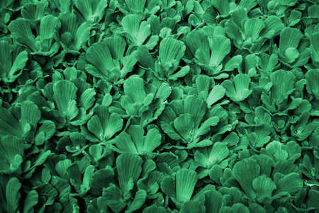 green floral backgroundの写真素材