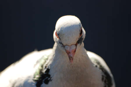 pigeon portraitの写真素材
