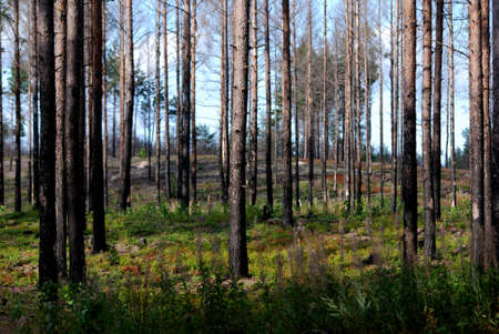 in the forestの写真素材