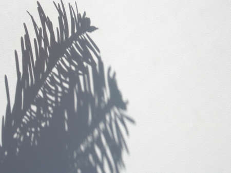 Shadows of pine branches on a white wall background