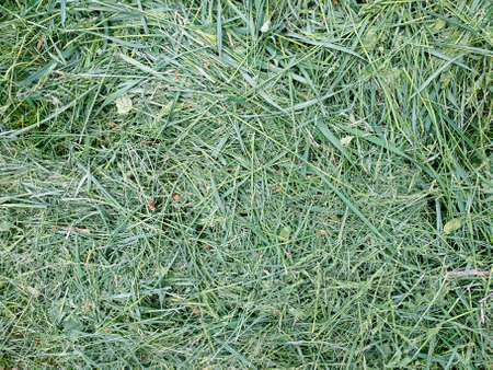 Freshly mown green grass texture backgroundの写真素材