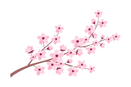 Pink cherry blossom branch isolated on white background. Vector illustration of sakura branch in flat styleのイラスト素材