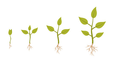 Infographics of plant growth phases. Plants with roots isolated on a white background. Flat vector illustrationのイラスト素材