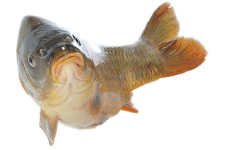 Isolated carp in jump on white backgroundの写真素材