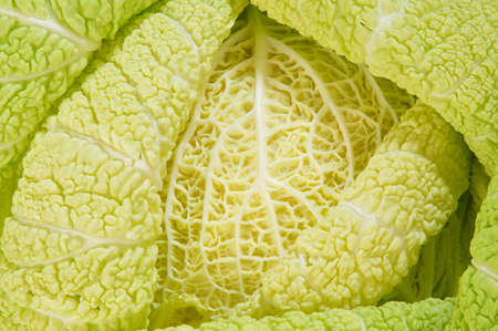 Nature Bends and Branches Of Savoy Cabbageの写真素材