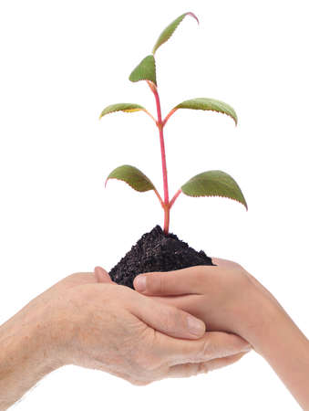 Grandpa hands are holdings the hands of Childs, which hold young plant.の写真素材