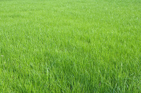 Real green grass field as background. 