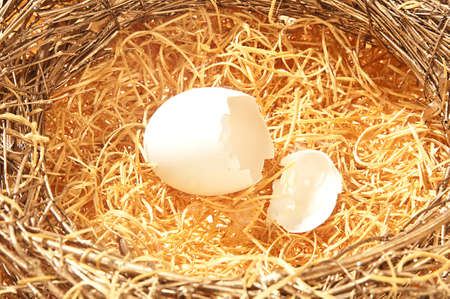 broken white egg in straw nest