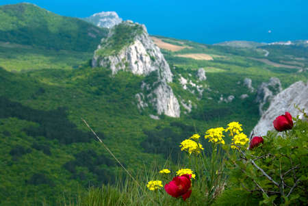 Red peony flowersの写真素材