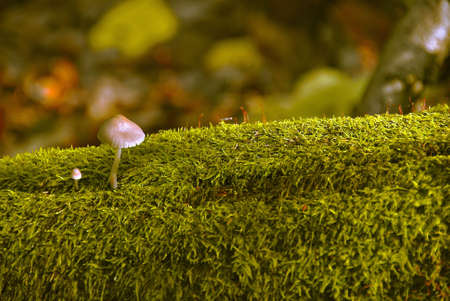 Fungus familyの写真素材