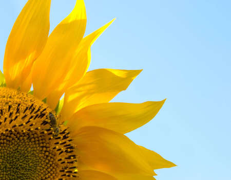 Sunflower blossom with a beeの写真素材