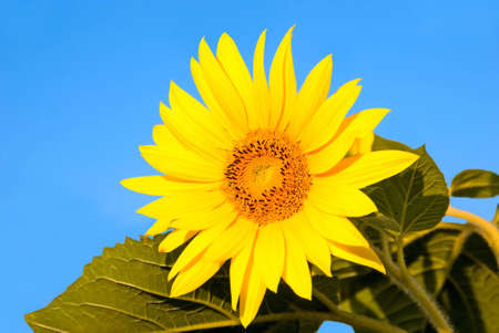 Yellow sunflower on a blue backgroundの写真素材