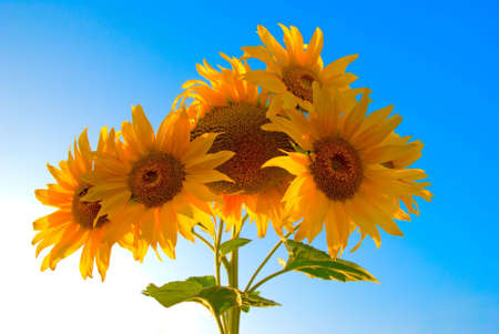 Sunflower bunchの写真素材
