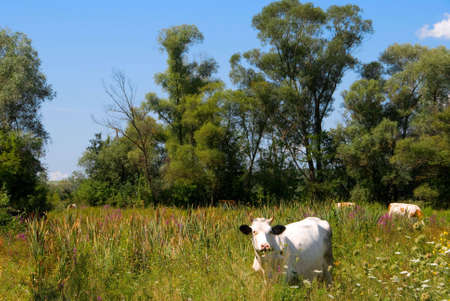 Cow on the grasslandの写真素材