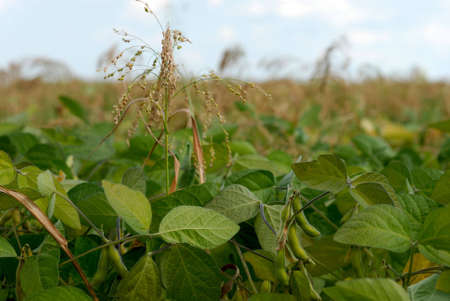 A field of string beansの写真素材
