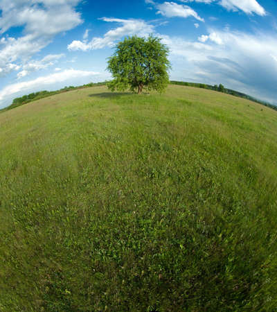 Lonely tree with a curved horizon
