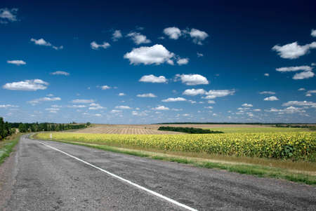 Asphalt road stretching out into the sunflower fieldsの写真素材