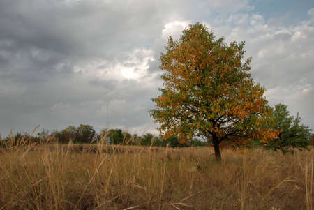 Autumn in the forest at the cloudy day