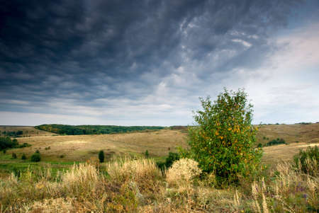 Lonely tree under cloudy sky