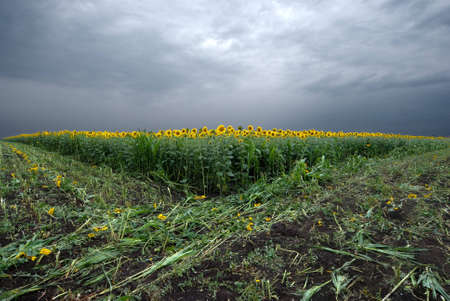 Sunflower field at a cloudy dayの写真素材