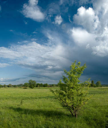 Rainy landscape with a tree on foreground and dramatic cloudsの写真素材