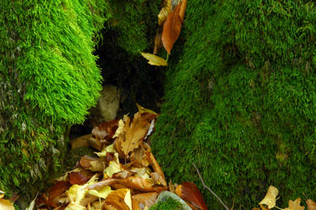 Mossy boulders with leaves in hight mountainsの写真素材