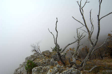 Mysterious branches of dead tree with a view of coming fogの写真素材