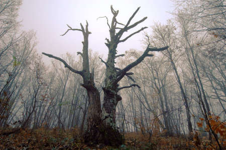 Mysterious forest with a view of coming fogの写真素材