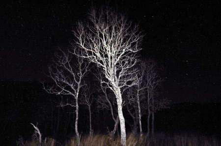 Grunge view of bushes on a black background with stars in skyの写真素材