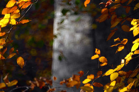 Autumn leaves of beech tree