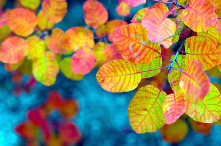 Yellow leaves