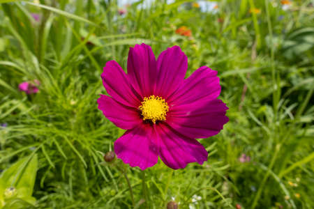 Pink cosmos flower close-upの写真素材