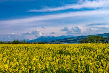 Rapeseed fieldの写真素材