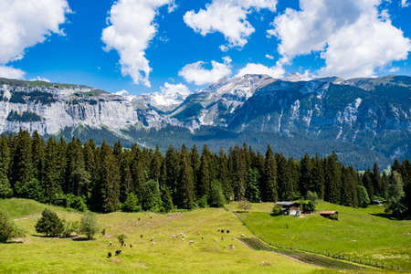 View of meadow and swiss mountainsの写真素材
